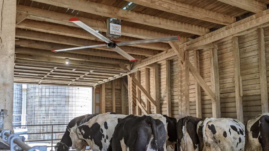 A hot barn being cooled by a big industrial fan